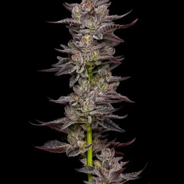 Oreoz Feminised Cannabis Seeds - Mavericks Seeds.