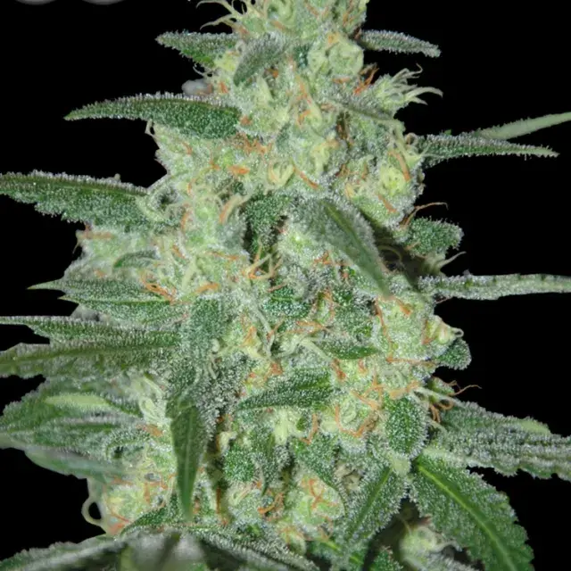 Holy Grail 69 Feminised Cannabis Seeds