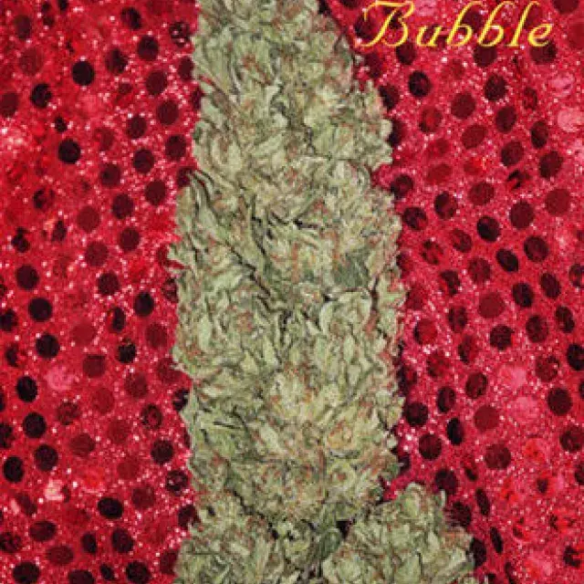 Hubble Bubble Feminised Cannabis Seeds