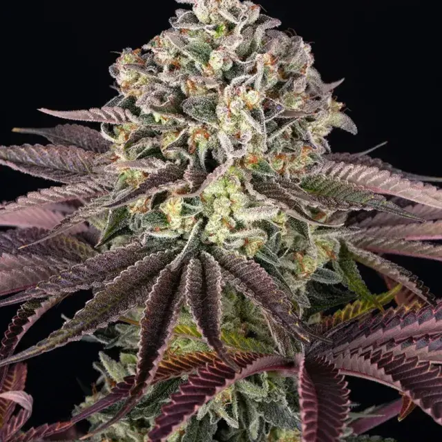 GrandDaddy Purple Feminised Cannabis Seeds | Barneys Farm.