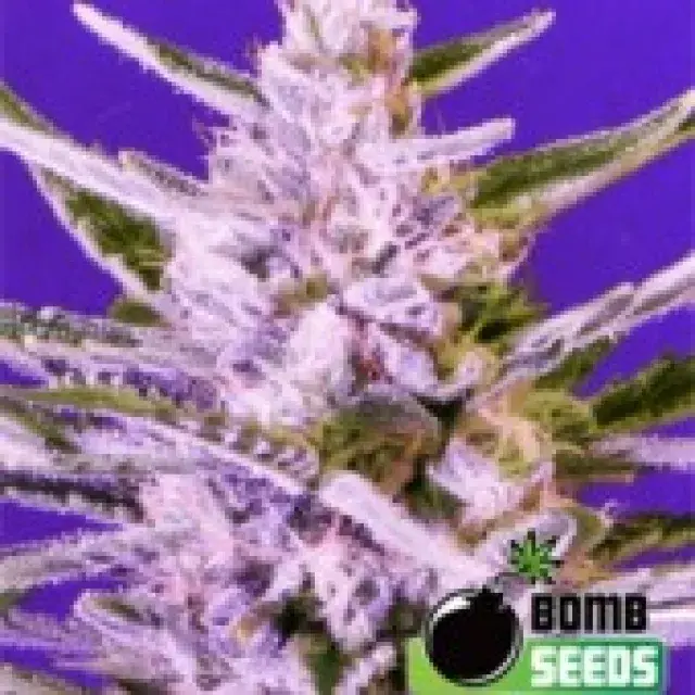Bomb seeds Ice Bomb Feminised Cannabis Seeds For Sale