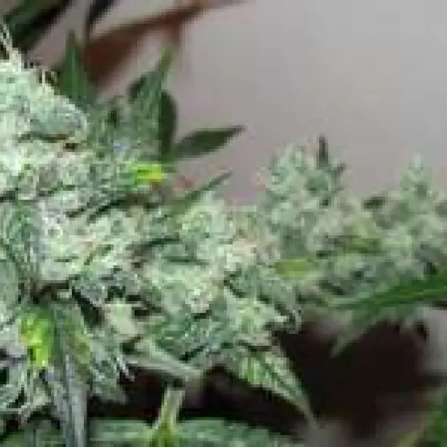  Ice Feminised Cannabis Seeds | Nirvana