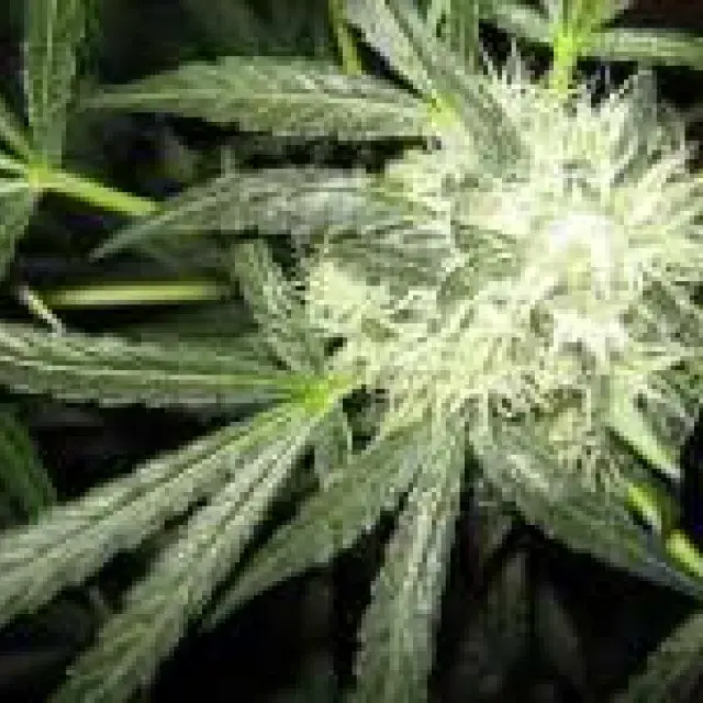  Ice Regular Cannabis Seeds | Nirvana 