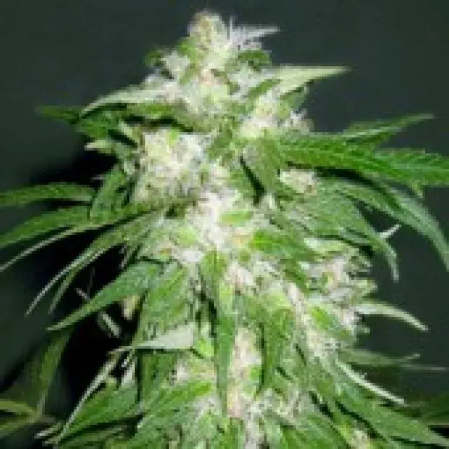 Advanced Seeds Ice Kush Feminised Cannabis Seeds