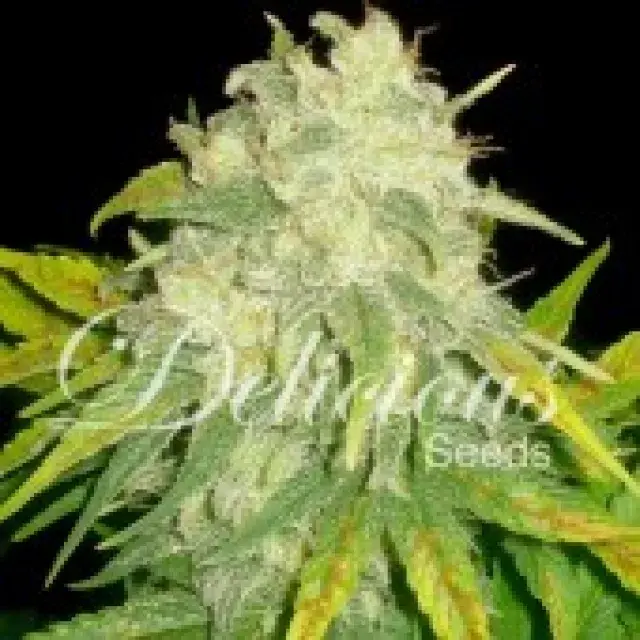 Il Diavolo Auto Feminised Cannabis Seeds | Delicious Seeds