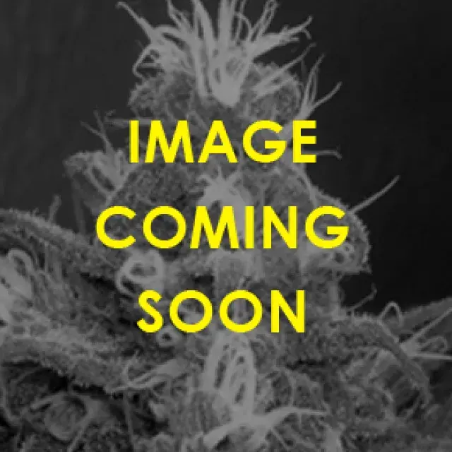 Cannaberry Regular Cannabis Seeds | Apothecary Genetics Seeds