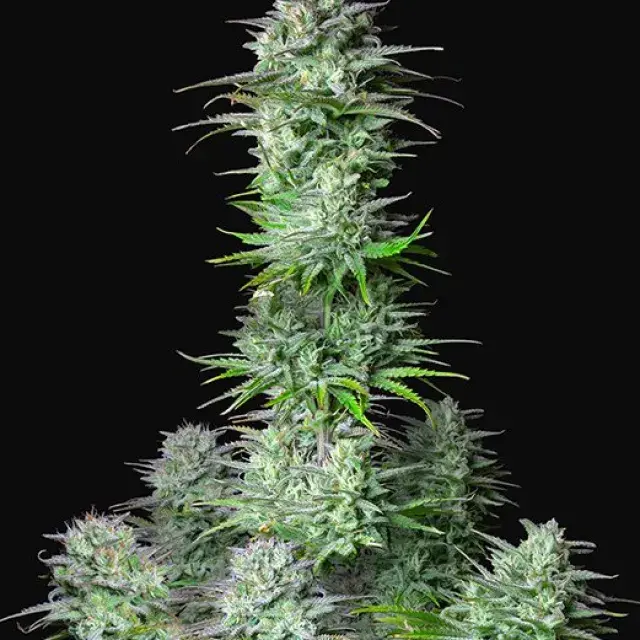Auto Kosher Cake Feminised Cannabis Seeds | Fast Buds	