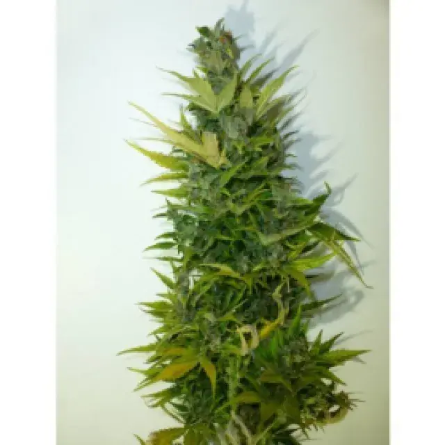 Lemon Haze Feminised Cannabis Seeds