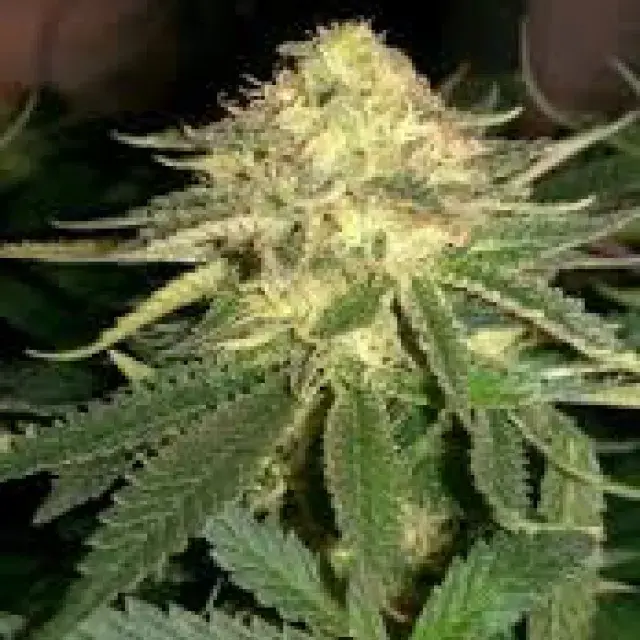Russian Fuel Feminised Cannabis Seeds