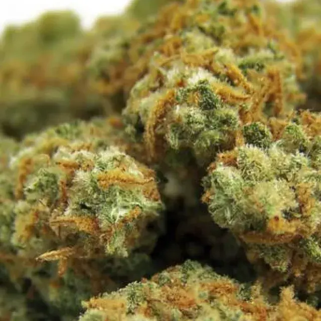 Indian Kush Feminised Cannabis Seeds