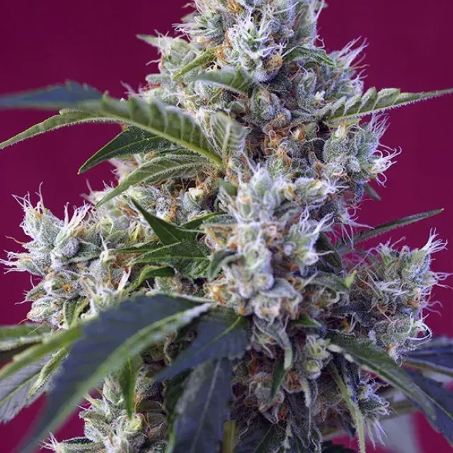Indica Berry Kush Feminised Cannabis Seeds | Sweet Seeds