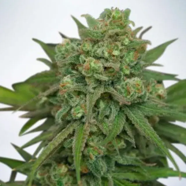Instakush Feminised Cannabis Seeds | Ministry of Cannabis
