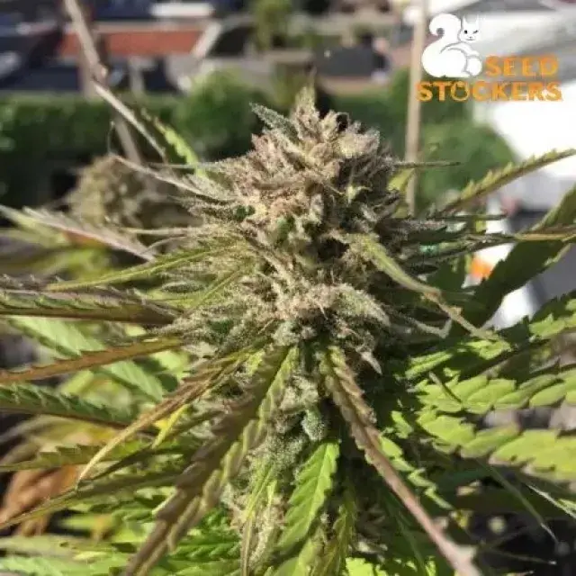 Zmakdaun Feminised Cannabis Seeds | Seed Stockers.