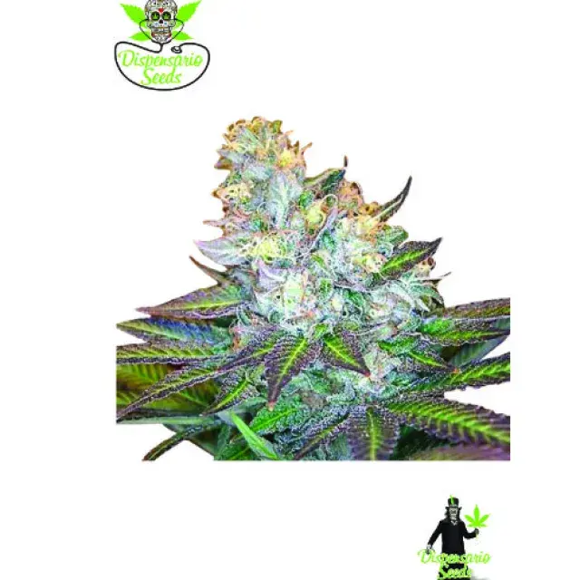 Island Wreckage Feminised Cannabis Seeds | Dispensario Seeds