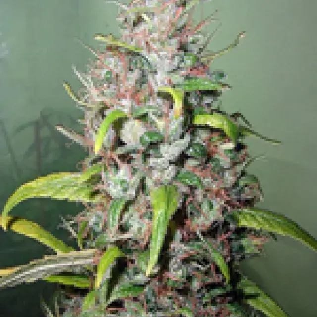 Island Sweet Skunk Feminised Cannabis Seeds | Next Generation Seeds