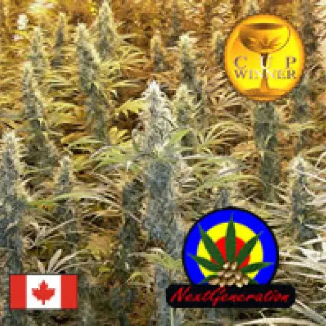 Island Sweet Skunk Regular Cannabis Seeds | Next Generation Seeds