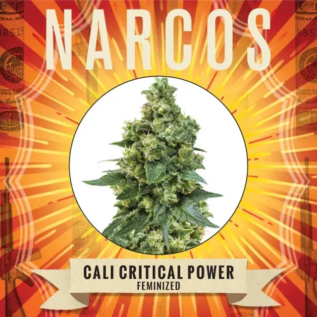 Cali Critical Power Feminised Cannabis Seeds - NARCOS Seeds.