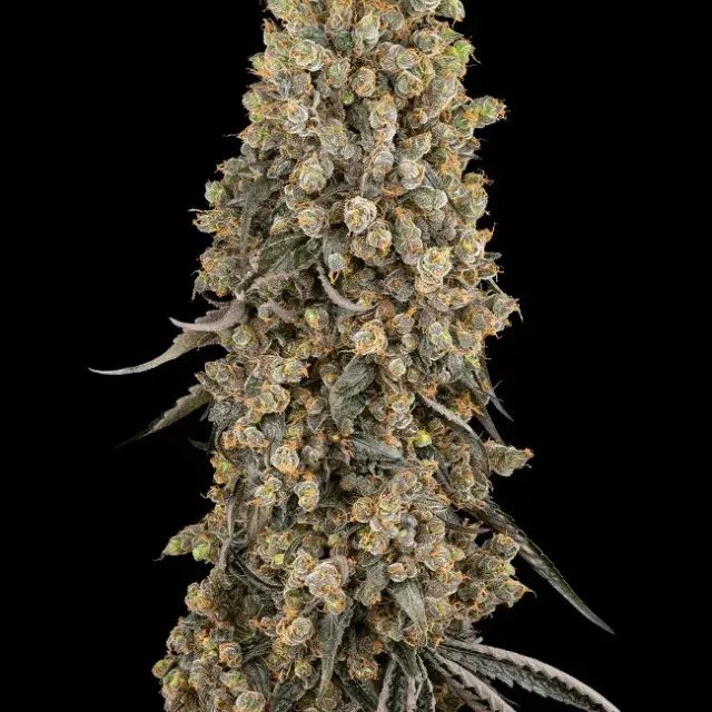 Atomic Blue Dream Feminised Cannabis Seeds - Sensi Seeds