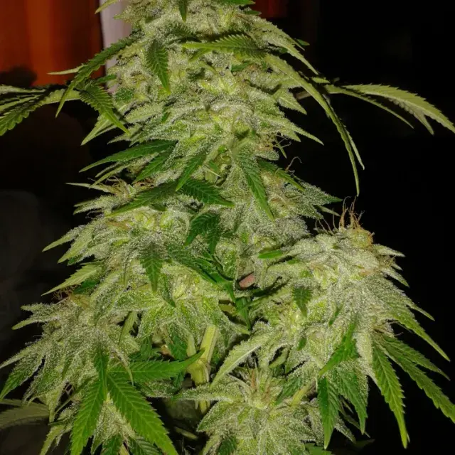 Jack Widow Feminised Cannabis Seeds