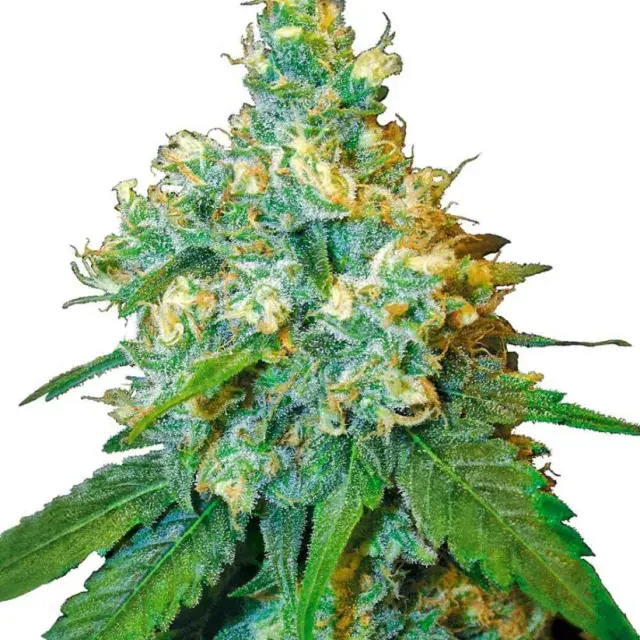 Black Jack Herer Feminised Cannabis Seeds | Sensi Seeds 