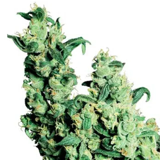 Jack Herer Regular Cannabis Seeds | Sensi Seeds 