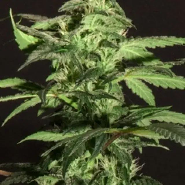 Jack Herer Feminised Cannabis Seeds |  BC Bud Depot
