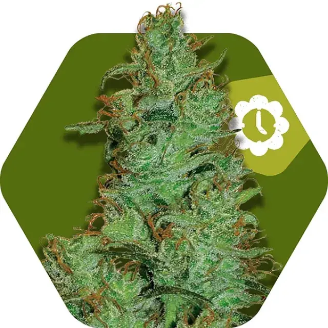 Jack the Ripper Auto Feminised Cannabis Seeds | Zambeza Seeds