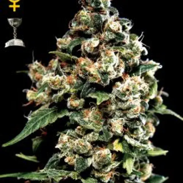 Jack Herer Feminised Cannabis Seeds | Black Skull Seeds