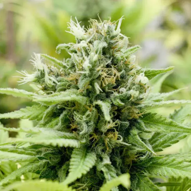 Jack-Matic Auto Feminised Cannabis Seeds | Black Skull Seeds