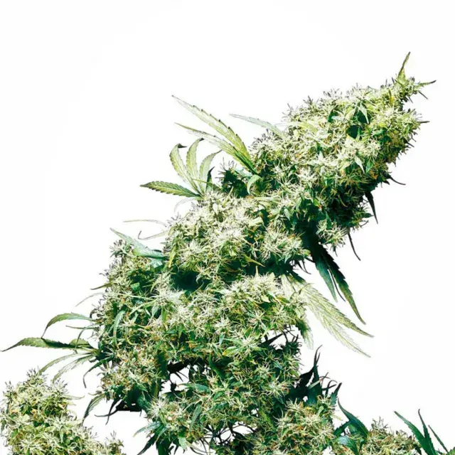 Jamaican Pearl Feminised Cannabis Seeds | Sensi Seeds 