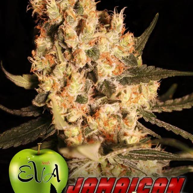Jamaican Dream Feminised Cannabis Seeds