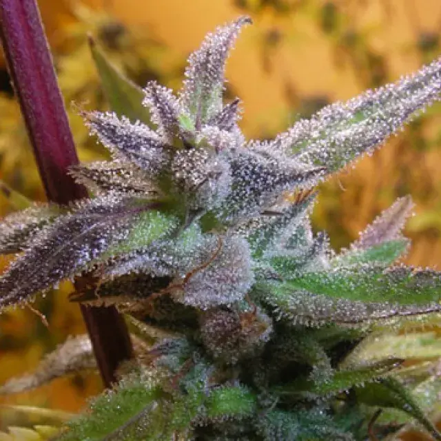 Jamaican Grape Feminised Cannabis Seeds | Secret Valley