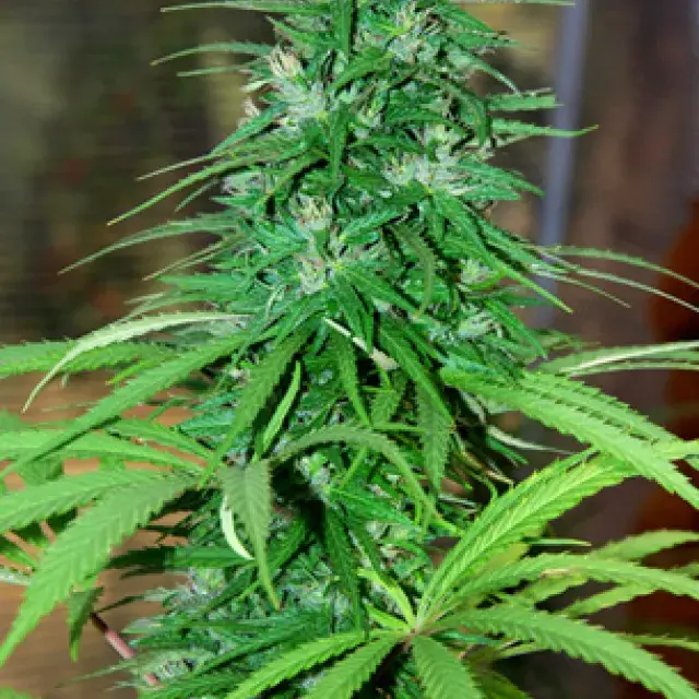 CBG Jarillo Regular Cannabis Seeds