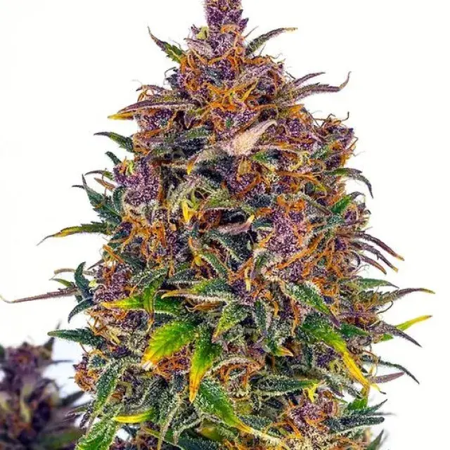 Jealousy Auto Feminised Cannabis Seeds | Cream Of The Crop