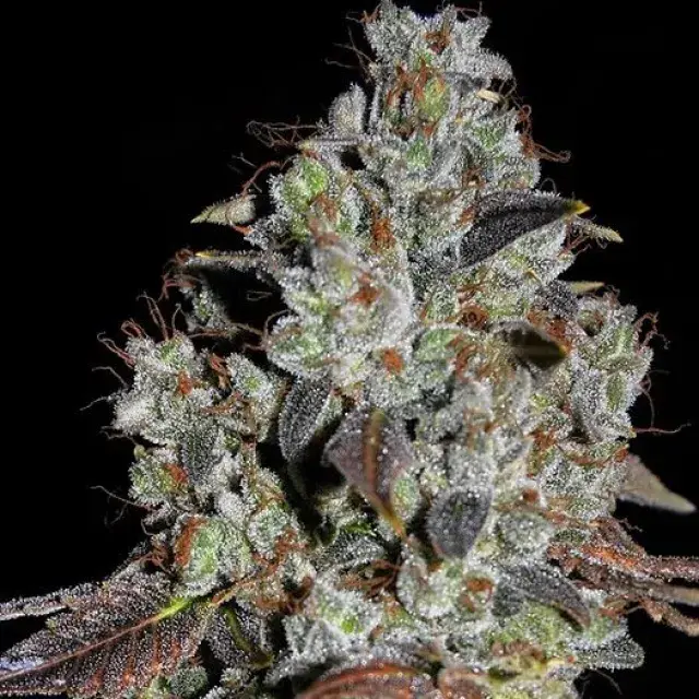 Jealousy Feminised Cannabis Seeds | Cream Of The Crop