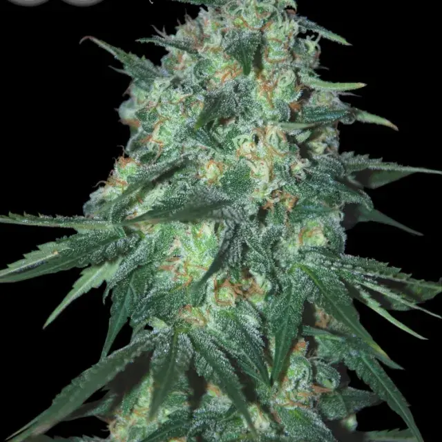Jekyll Passion Feminised Cannabis Seeds