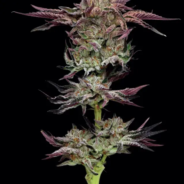 Jelly Donutz Feminised Cannabis Seeds - Humboldt Seed Company