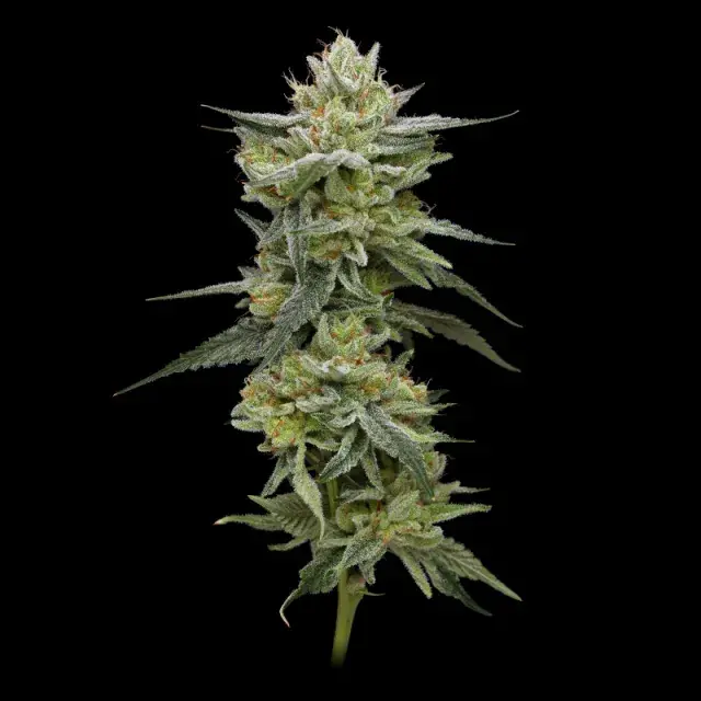 Hella Jelly Feminised Cannabis Seeds - Humboldt Seed Company