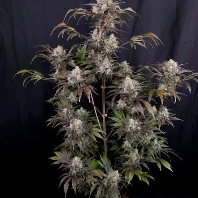 Frost Banger Auto Feminised Cannabis Seeds | Fast Buds.