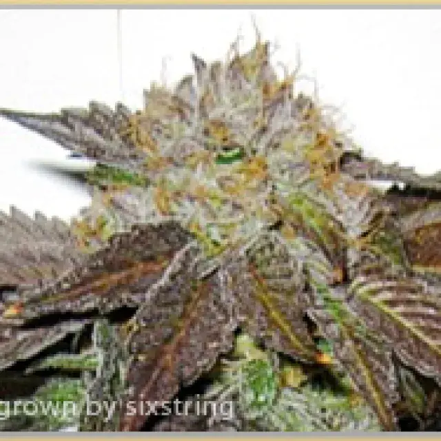 Gage Green Journeyman Cannabis Seeds