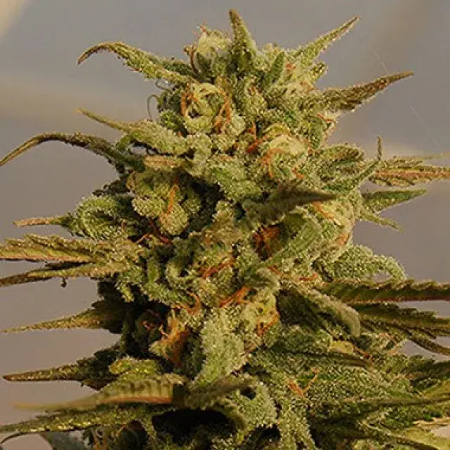 Julie's Cookies Auto Feminised Cannabis Seeds | Big Head Seeds
