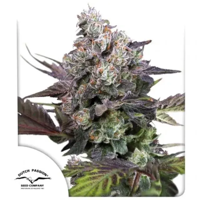 Auto Candy Bubatz XL Feminised Cannabis Seeds | Dutch Passion.