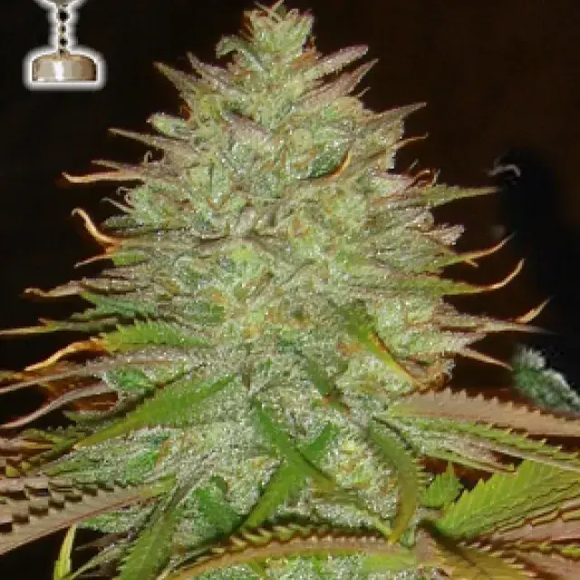 Kaia Kush Regular Cannabis Seeds | Apothecary Genetics Seeds