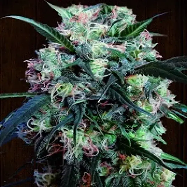 Kali China Feminised Cannabis Seeds | Ace Seeds