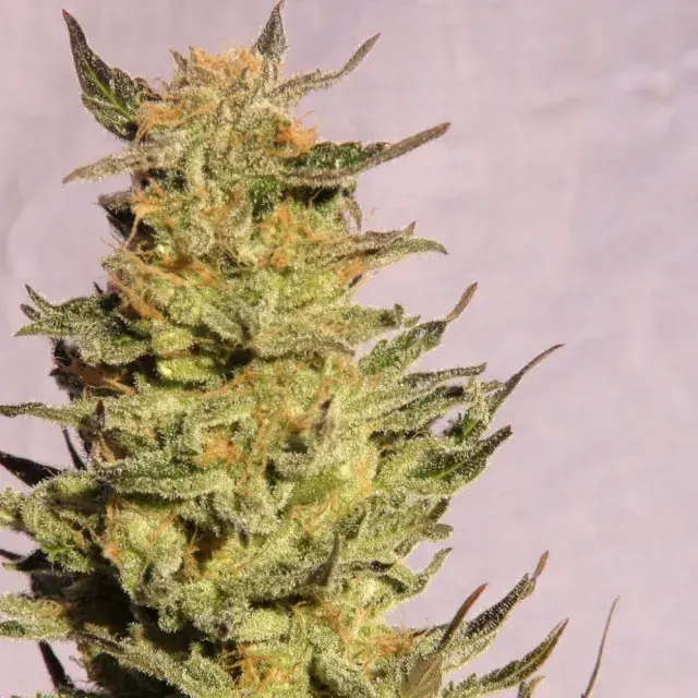 Indica Cream Feminised Cannabis Seeds | Kannabia