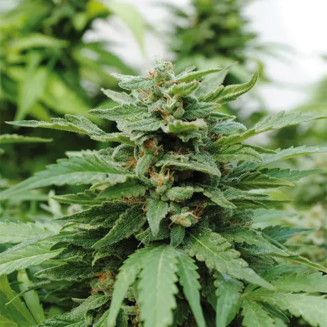 Karribean Mango Feminised Cannabis Seeds | Kannabia