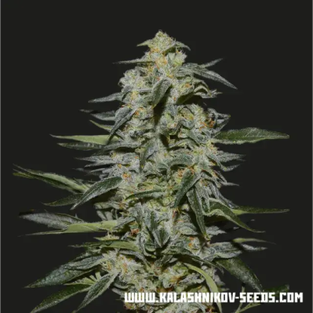 Katyusha Feminised Cannabis Seeds | Kalashnikov Seeds