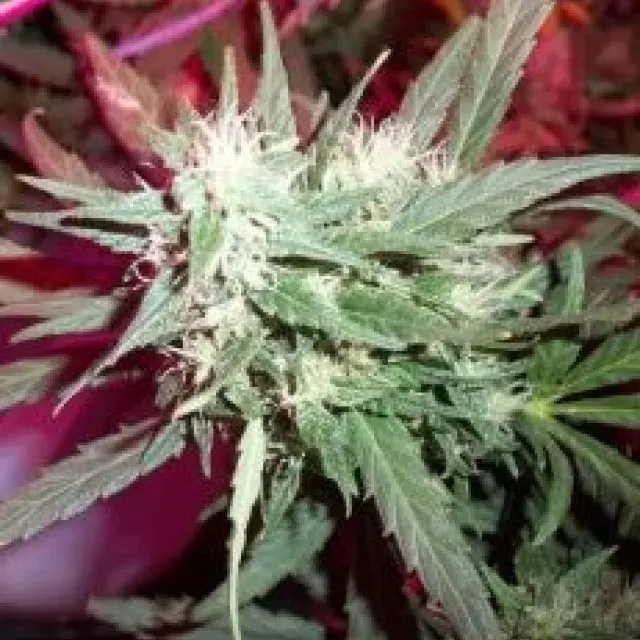 KC39 Regular Cannabis Seeds | KC Brains Seeds