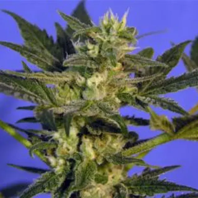 KC45 Feminised Cannabis Seeds | KC Brains Seeds