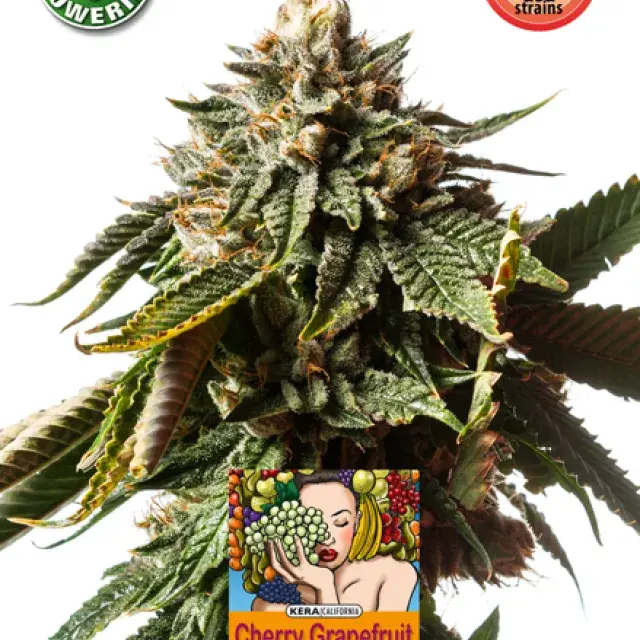 Cherry Grapefruit Auto Feminised Cannabis Seeds | Kera Seeds